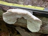 Trametes gibbosa image