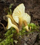 Lactarius xanthydrorheus image