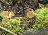 Lactarius xanthydrorheus image