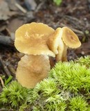 Lactarius xanthydrorheus image