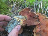 Sarcodon fennicus image