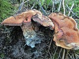 Sarcodon fennicus image