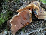 Sarcodon fennicus image