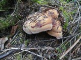 Sarcodon fennicus image
