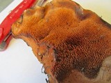Sarcodon fennicus image