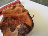Sarcodon fennicus image