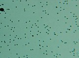 Sarcodon fennicus image