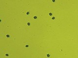 Sarcodon fennicus image