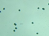 Sarcodon fennicus image