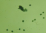 Sarcodon fennicus image