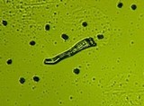 Sarcodon fennicus image