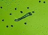 Sarcodon fennicus image