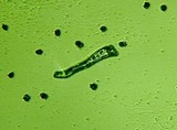 Sarcodon fennicus image