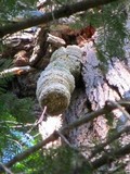 Fomitopsis officinalis image