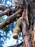 Fomitopsis officinalis image