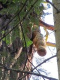 Fomitopsis officinalis image