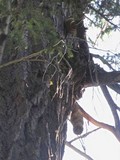 Fomitopsis officinalis image