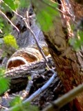 Fomitopsis officinalis image