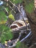 Fomitopsis officinalis image