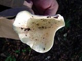 Lactarius piperatus image