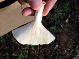 Lactarius piperatus image