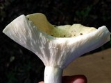 Lactarius piperatus image