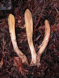Clavariadelphus occidentalis image