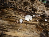 Pleurotellus chioneus image