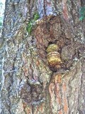 Fomitopsis officinalis image