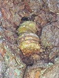 Fomitopsis officinalis image