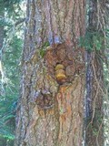 Fomitopsis officinalis image