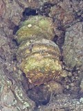 Fomitopsis officinalis image
