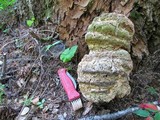 Fomitopsis officinalis image