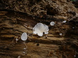 Pleurotellus chioneus image