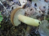 Xanthoconium affine image