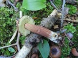 Imleria badia image