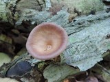 Panus conchatus image