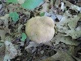 Boletus variipes image