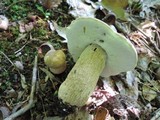 Boletus variipes var. fagicola image