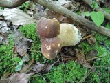 Boletus variipes var. fagicola image