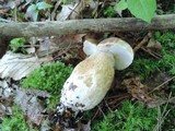 Boletus variipes var. fagicola image