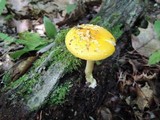 Amanita frostiana image