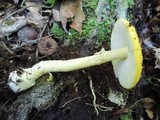 Amanita frostiana image