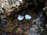 Pleurotellus chioneus image