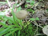 Entoloma conicum image