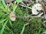 Entoloma conicum image
