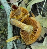 Cortinarius distans image
