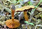 Cortinarius distans image