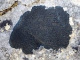 Placynthium nigrum image