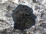Image of Candelariella dispersa